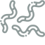 worm